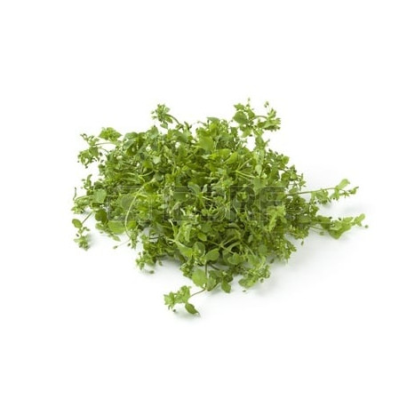 MOURON DES OISEAUX 1KG